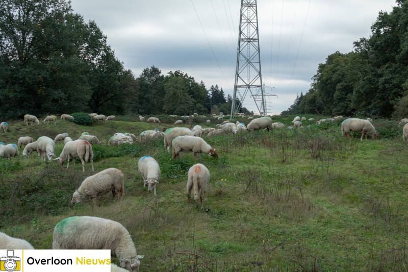 schaapskudde-houdt-overloonse-heide-in-topconditie-16-10-2026-14-standard.jpg