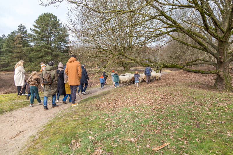 schaapskuddemetherderoverloonseduinen4-03-2023-1-2.jpg