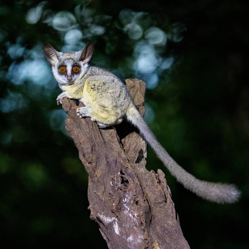 senegal-galago-standard.jpg