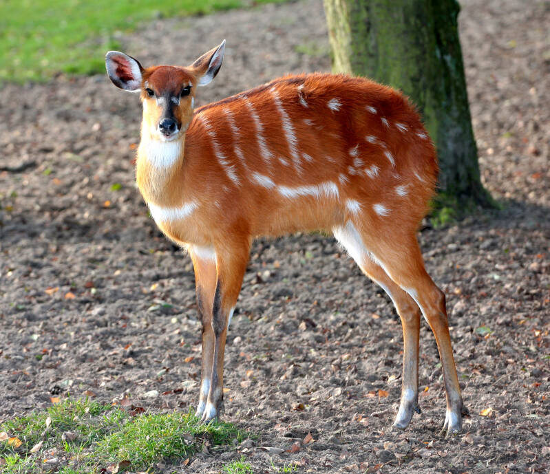sitatunga-standard.jpg