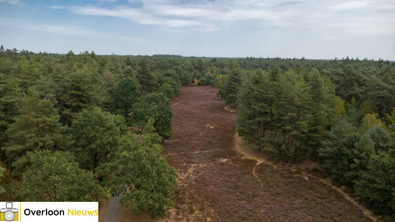 terwijl-natuurbrand-toeslaat-kleurt-de-heide-in-overloon-prachtig-paars-09-08-2026-1-standard.jpg