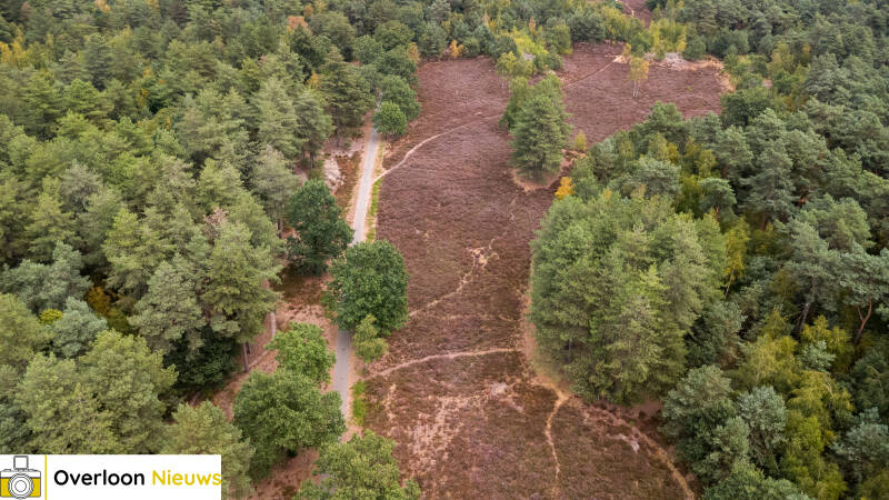 terwijl-natuurbrand-toeslaat-kleurt-de-heide-in-overloon-prachtig-paars-09-08-2026-2-standard.jpg