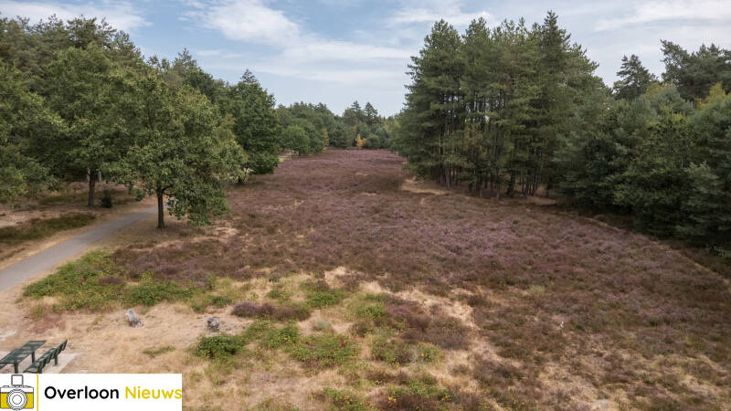 terwijl-natuurbrand-toeslaat-kleurt-de-heide-in-overloon-prachtig-paars-09-08-2026-3-standard.jpg