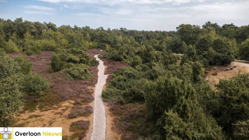 terwijl-natuurbrand-toeslaat-kleurt-de-heide-in-overloon-prachtig-paars-09-08-2026-4-standard.jpg