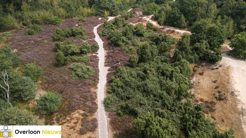 terwijl-natuurbrand-toeslaat-kleurt-de-heide-in-overloon-prachtig-paars-09-08-2026-5-standard.jpg