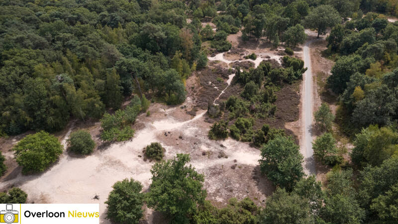 terwijl-natuurbrand-toeslaat-kleurt-de-heide-in-overloon-prachtig-paars-09-08-2026-7-standard.jpg