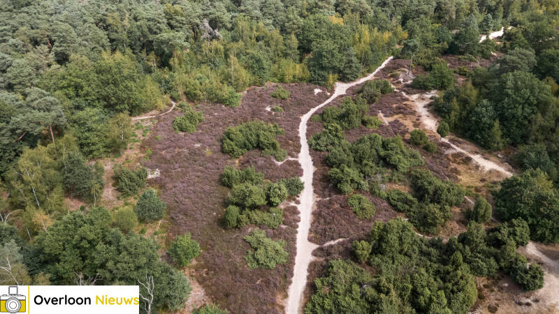 terwijl-natuurbrand-toeslaat-kleurt-de-heide-in-overloon-prachtig-paars-09-08-2026-8-standard-muy6l3.jpg