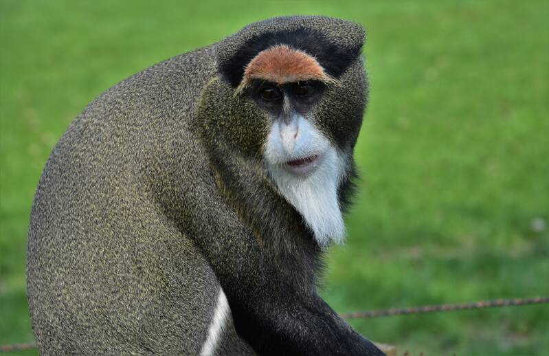 zooparc-brazzameerkat-standard-clqd12.jpg