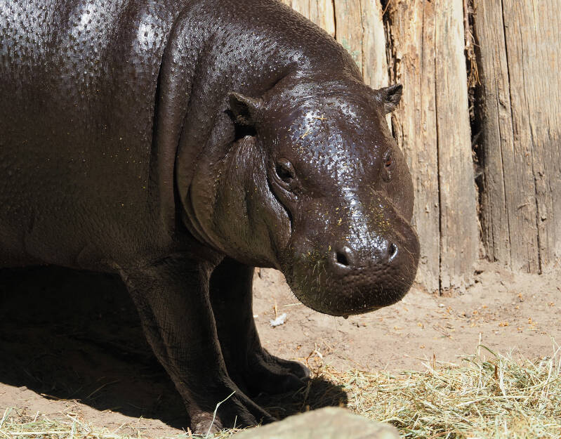 zooparc-dwergnijlpaard-standard-hfolub.jpg