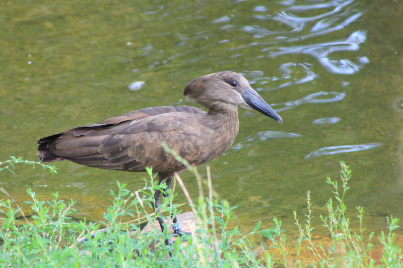 zooparc-hamerkop-standard-h46jh5.jpg