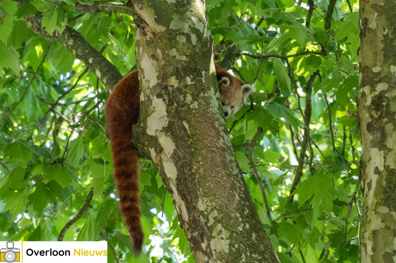 zooparc-overloon-op-de-vingers-getikt-door-branchevereniging-eaza_-lidmaatschap-teruggeschroefd-19-06-2026-6-standard-o37m4r.jpg