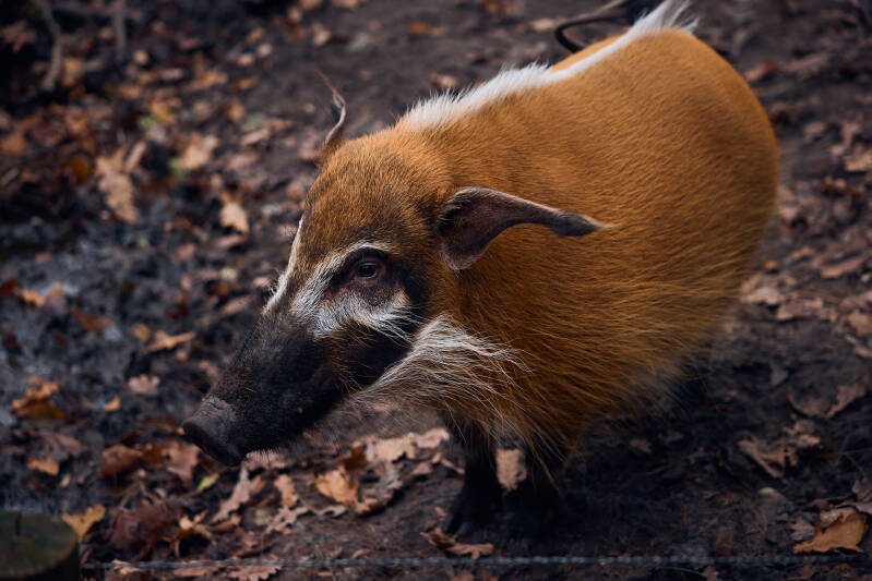 zooparc-penseelzwijn-standard-n3xq1a.jpg