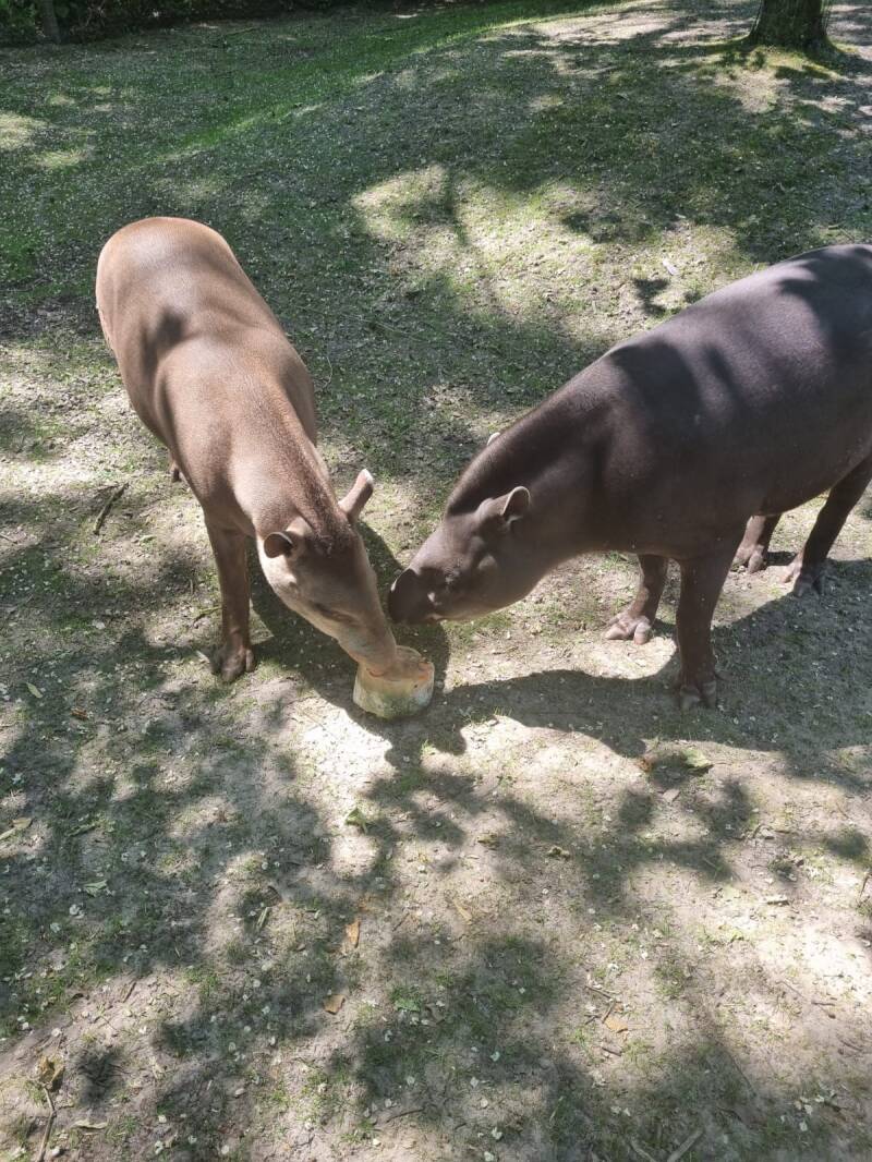 zpo_tapirs.jpeg
