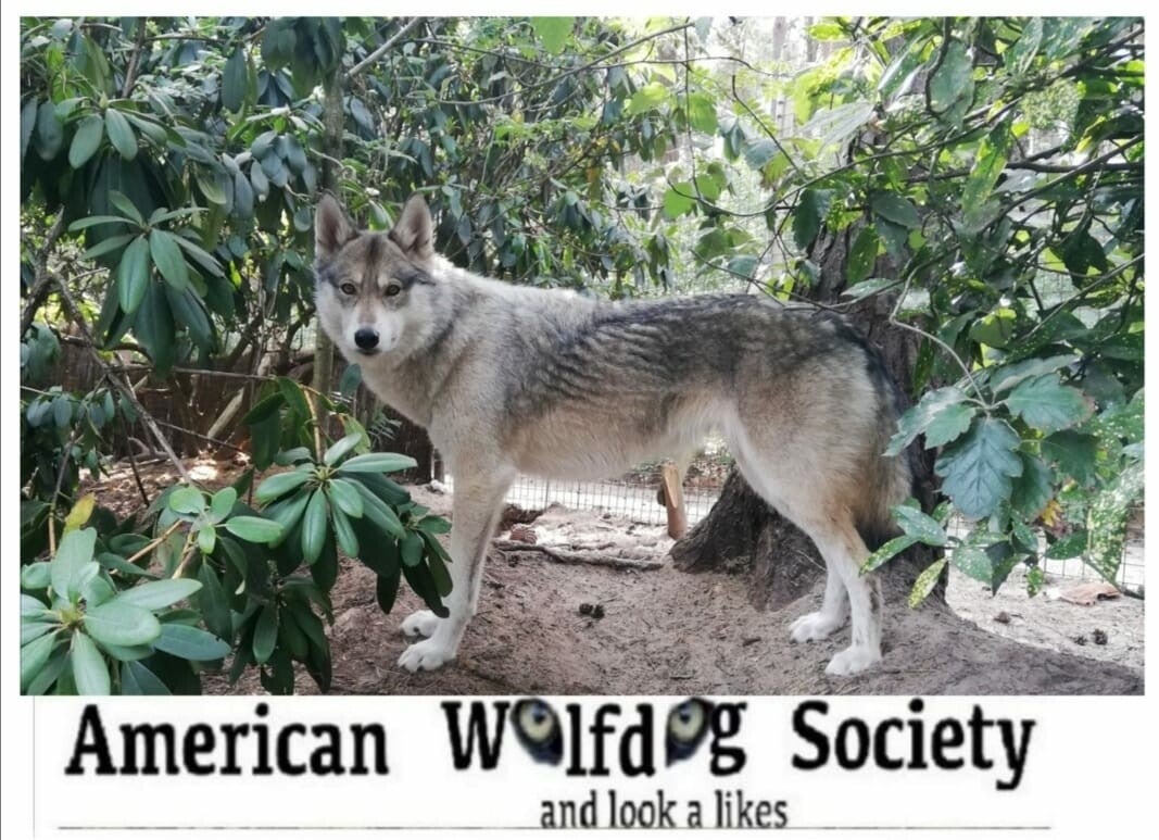 American Wolfdog / The wolfdog types | Wolfdog SOS