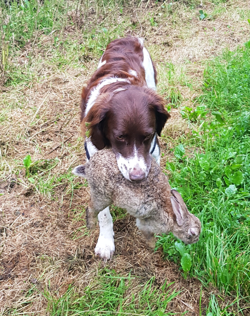 Fiene (stamboom Jente)