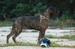 Cane-corso-italiano-donata