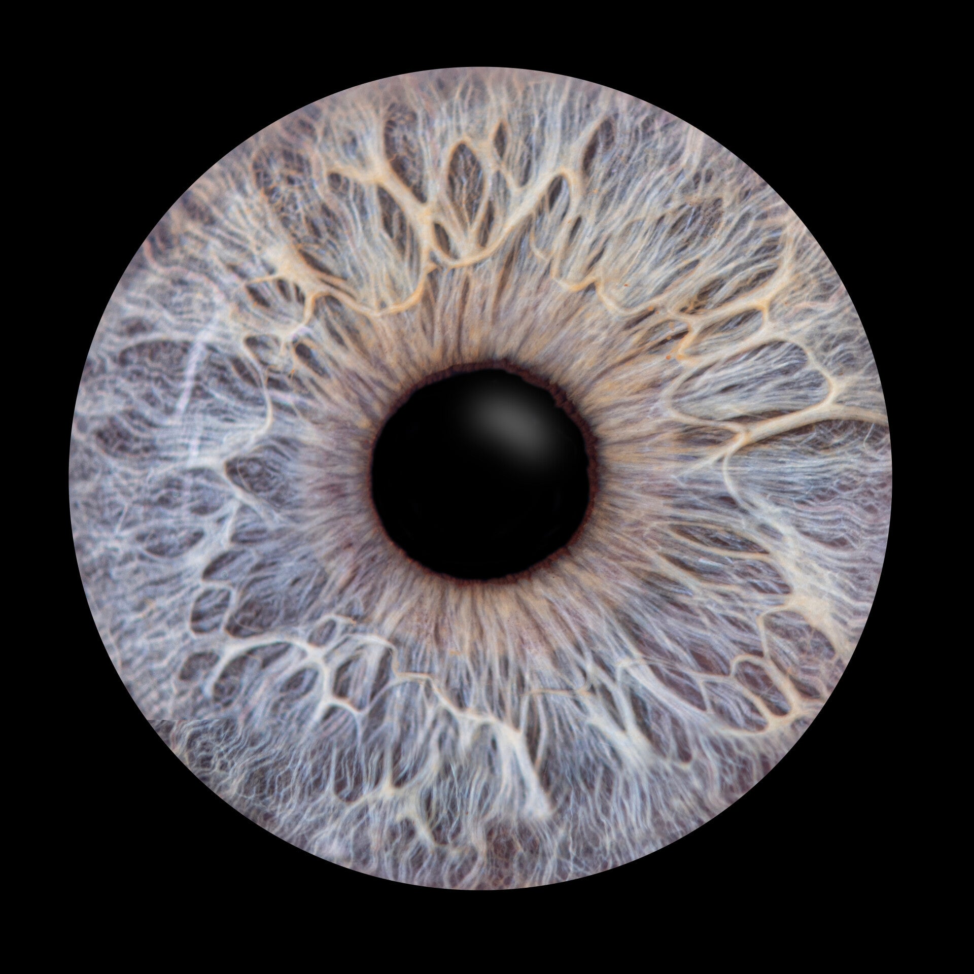 Irisfoto's Zuid Oost Brabant en Noord limburg. Een prachtig kunstwerk van je oog gemaakt door Johan Bouwmans