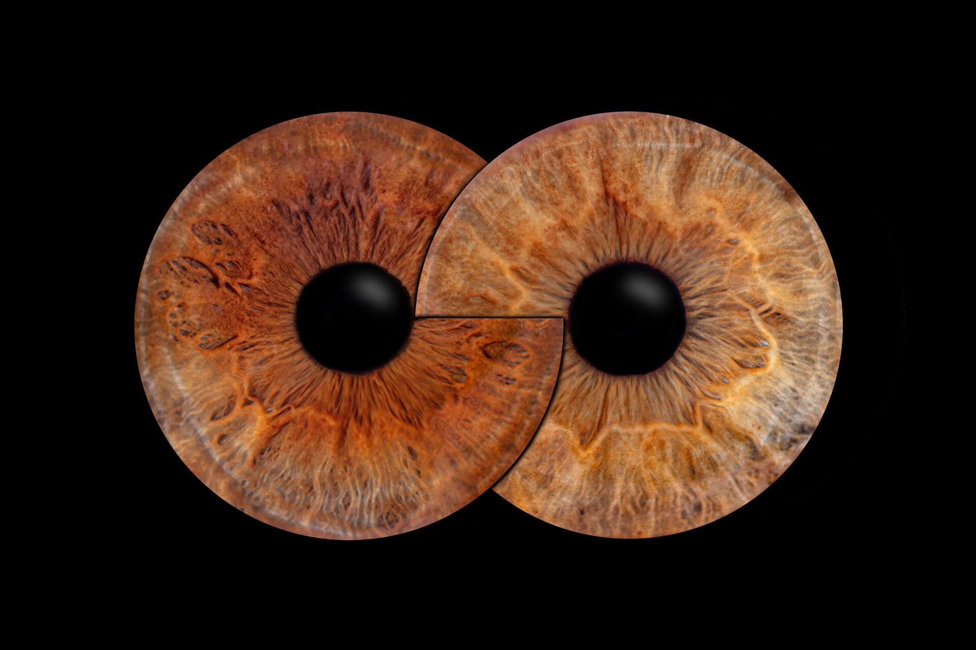 twee irissen die overlopen in elkaar. Een kunstwerk voor aan iedere muur.