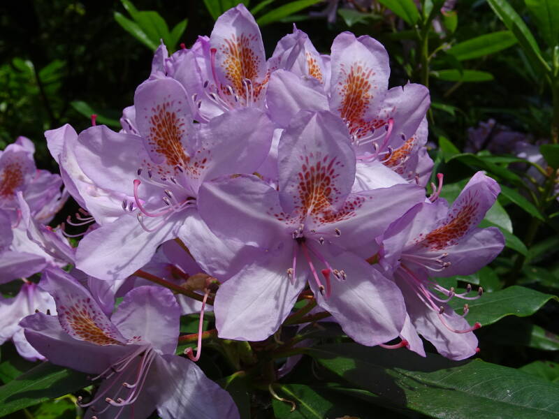 DSC00879-3.jpg