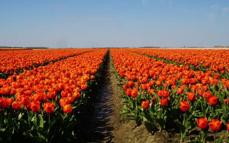 Tulpenroute 2021 in Noordoostpolder