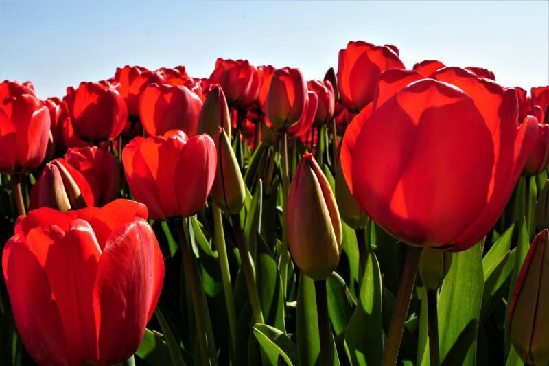 Tulpenroute 2021 in Noordoostpolder