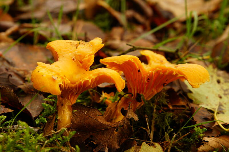 dsc02469-standard.jpg