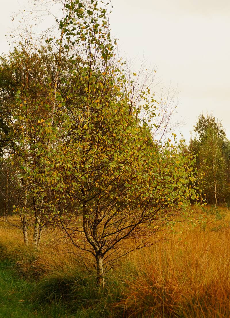dsc02483-standard.jpg