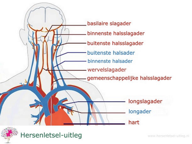 Bloedvaten van de hersenen / Anatomie en functie uitleg