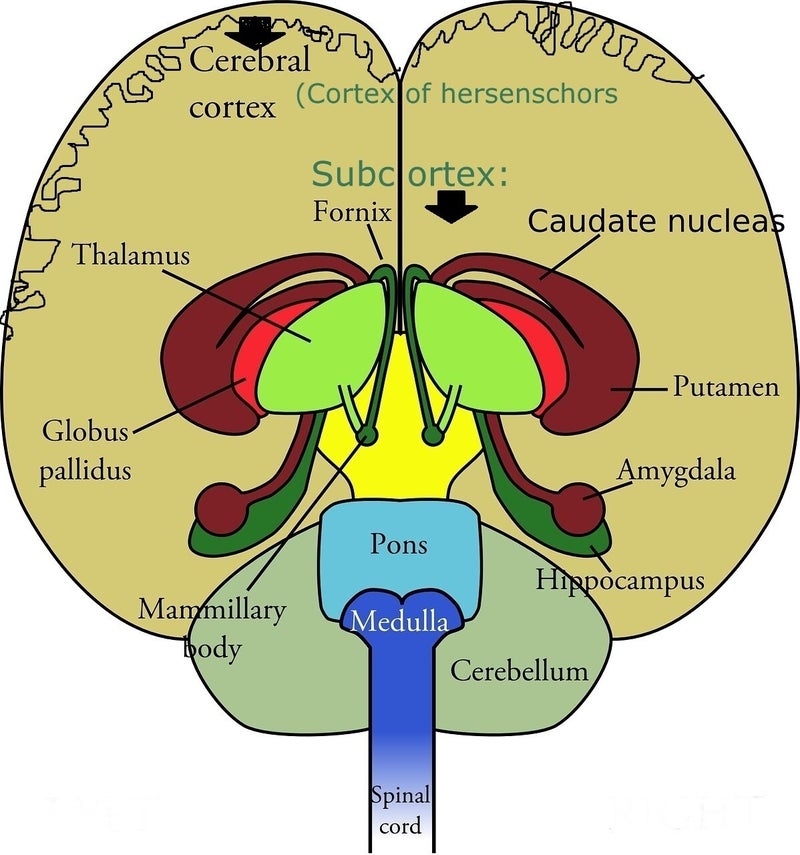 Gevolgen per hersengebied | Hersenletsel-uitleg.nl
