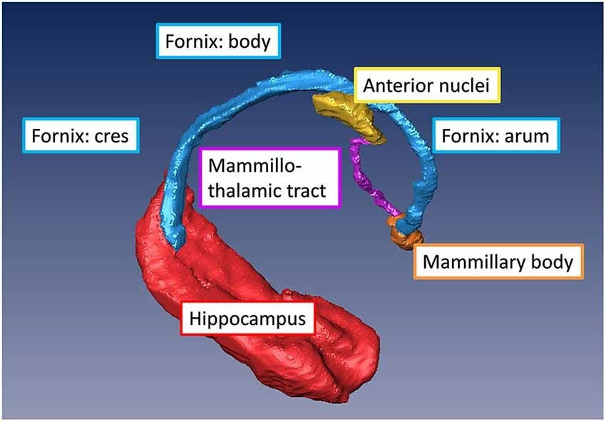 By Mori S and Aggarwal M - Mori S and Aggarwal M (2014) In vivo magnetic resonance imaging of the human limbic white matter. Front. Aging Neurosci. 6:321. doi: 10.3389/fnagi.2014.00321 http://journal.frontiersin.org/article/10.3389/fnagi.2014.00321/full, 