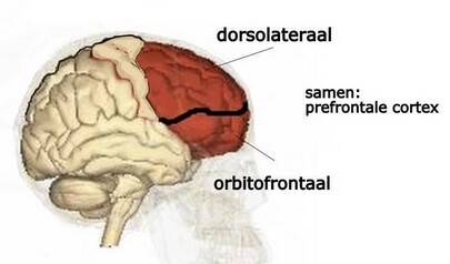 prefrontaal-standard.jpg