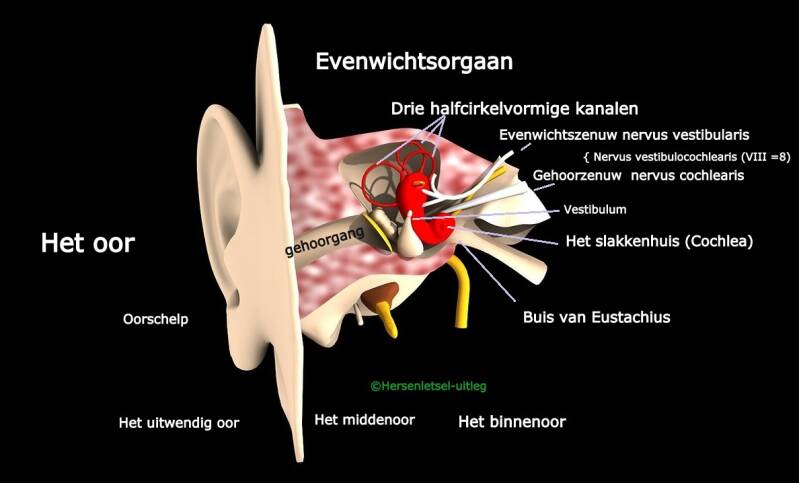 Het Evenwichtsorgaan: