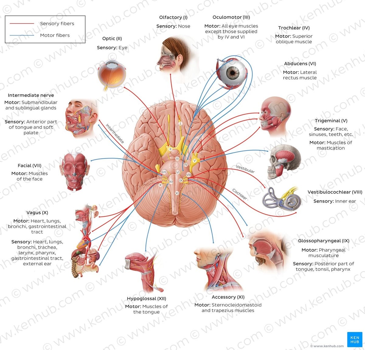 Hersen 12 hersenzenuwen / Anatomie en functie uitleg / Achtergrondinformatie ...