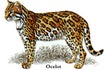 Ocelot