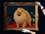 Petitpomspomeranians