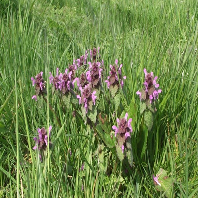 DSCF5259.jpg