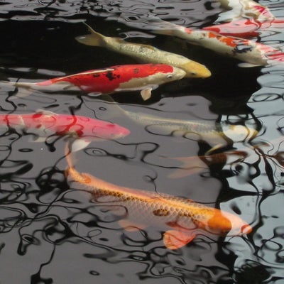 DSCF8609.jpg