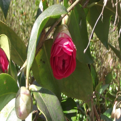 DSCF5188.jpg