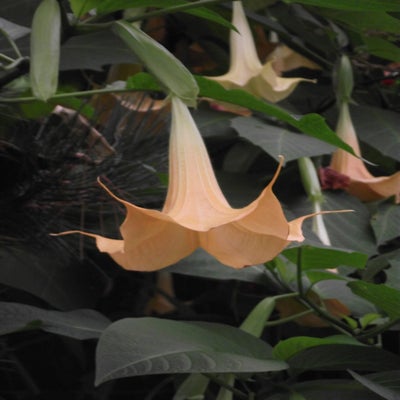 DSCF8605.jpg
