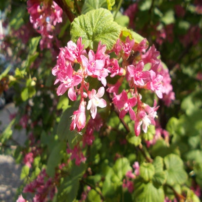 DSCN3097.jpg