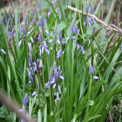 IMG_9008.jpg