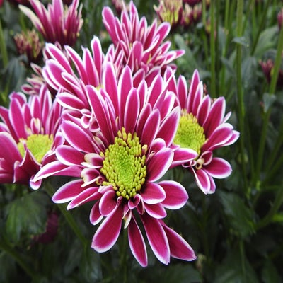 DSCN7793.jpg