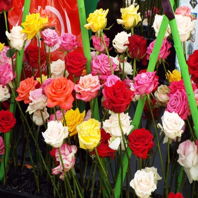 DSCF2598.jpg