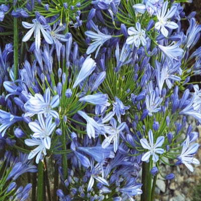 DSCF2631.jpg