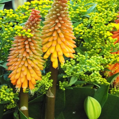 DSCF2638.jpg