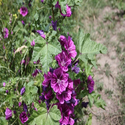 IMG_9416.jpg