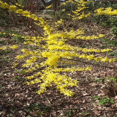 DSCF5203.jpg