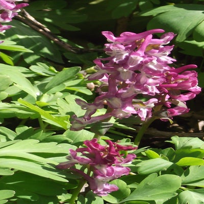 DSCF5183-1.jpg