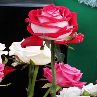 DSCF2601.jpg