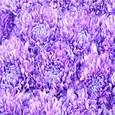 DSCF2604.jpg